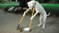 /album/petspa/images-3-jpg/